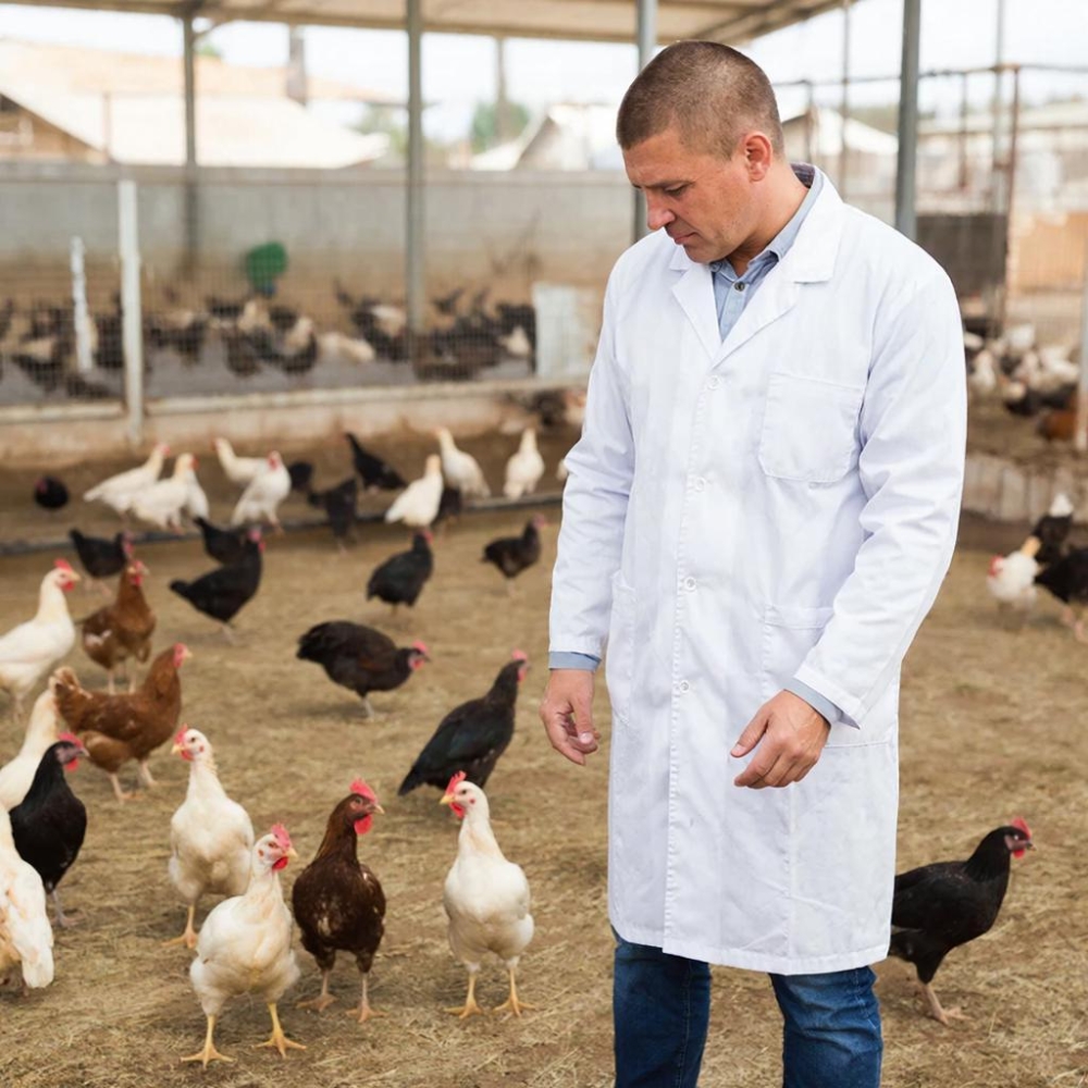 Птицеводство. Организация процесса производства продукции из птицы