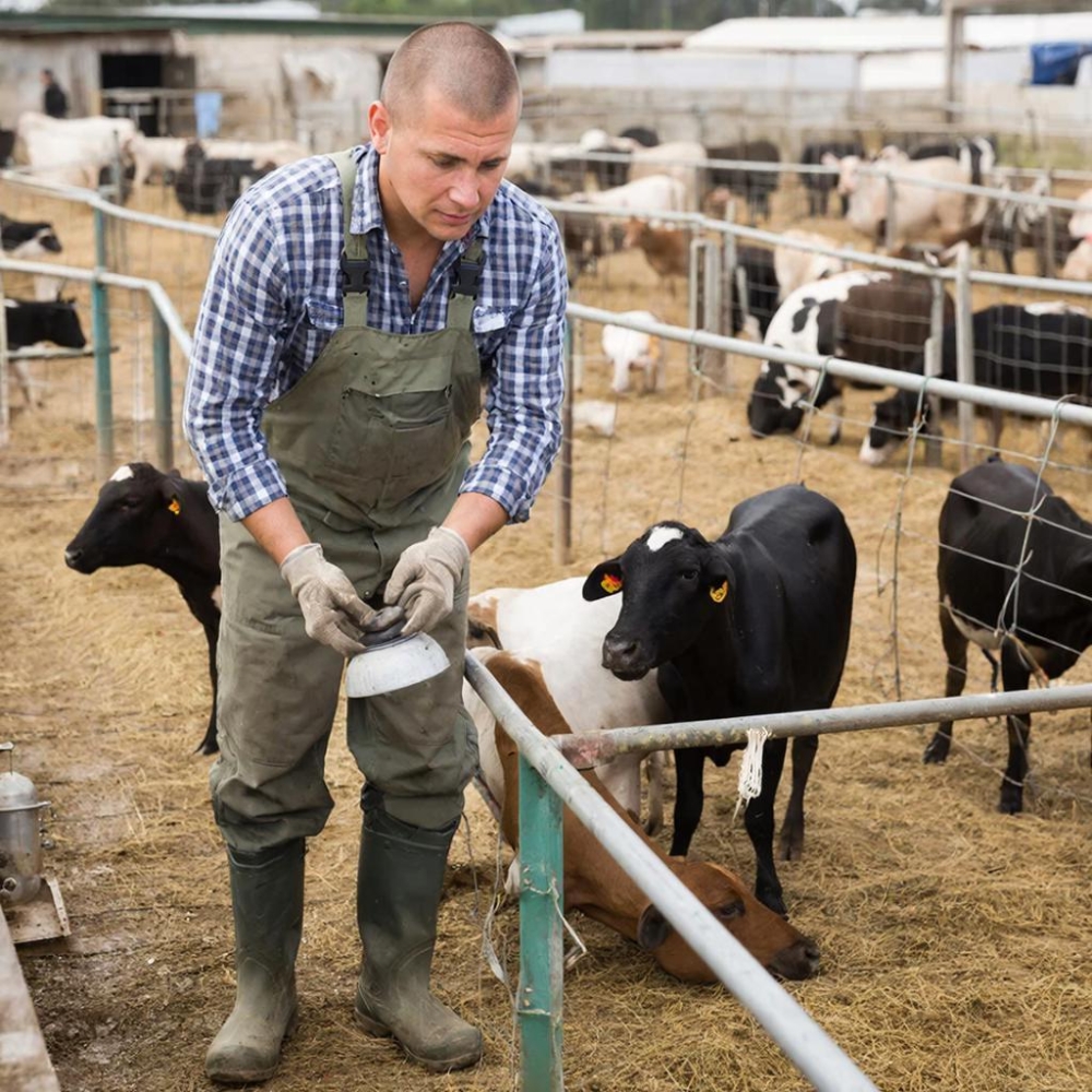Зоотехния: организация производства продукции животноводства