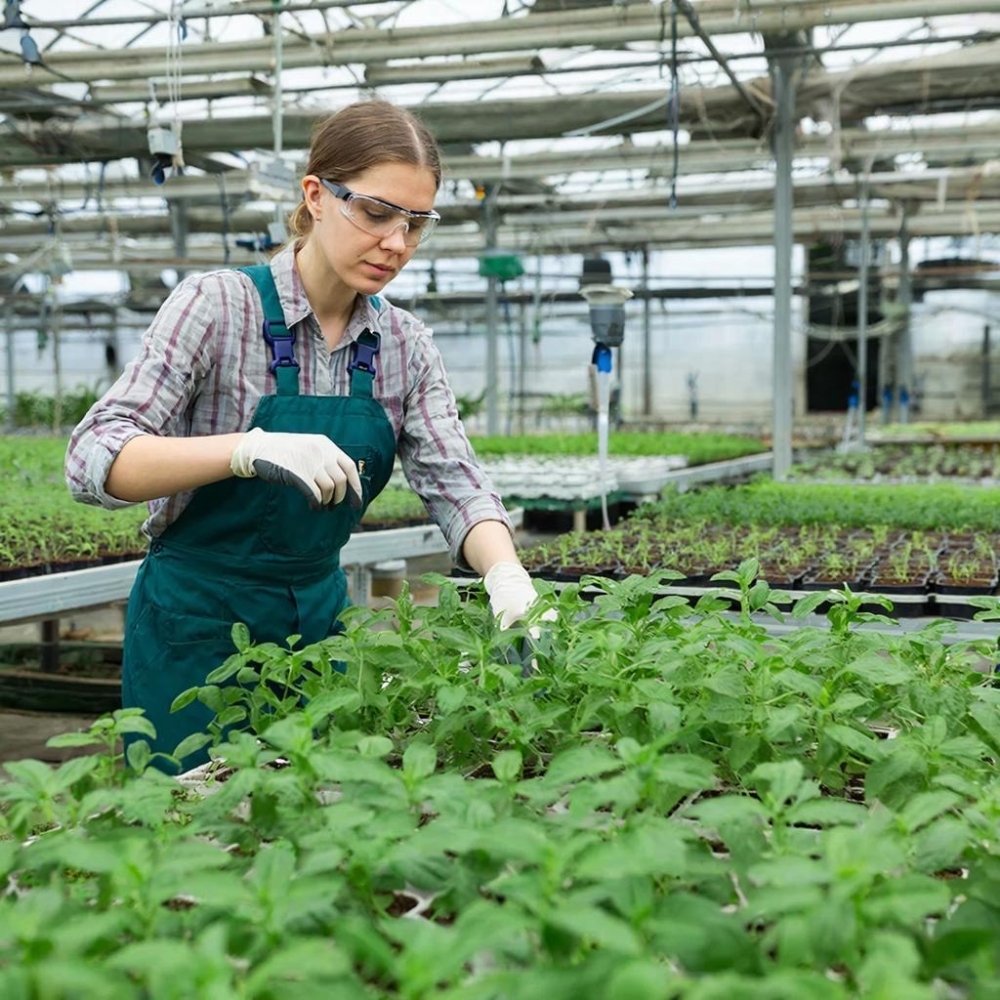 Иммунитет растений